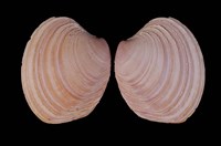 藏品(糖果蛋糕簾蛤)的圖片